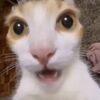 catcatkittenowo